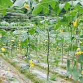 Neu Unterstützung Net Trellis Netting Klettern Net Garten Gemüse Unterstützung Mesh Polyethylen Spalier 2MX100M Klettern Gurke